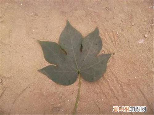 梧桐树的叶子像什么 梧桐树怎么分辨