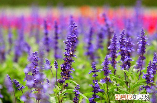 薰衣草产地分布在哪 薰衣草的六大作用推荐