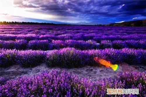 薰衣草产地分布在哪 薰衣草的六大作用推荐