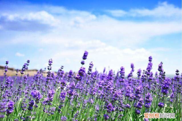 薰衣草产地分布在哪 薰衣草的六大作用推荐