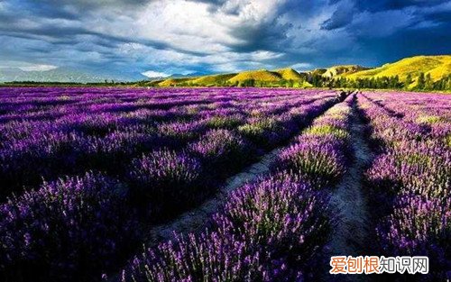 薰衣草产地分布在哪 薰衣草的六大作用推荐