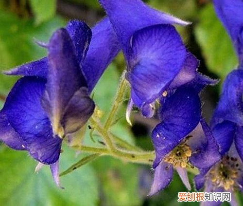 附子草毒性如何 附子的作用和功效有哪些