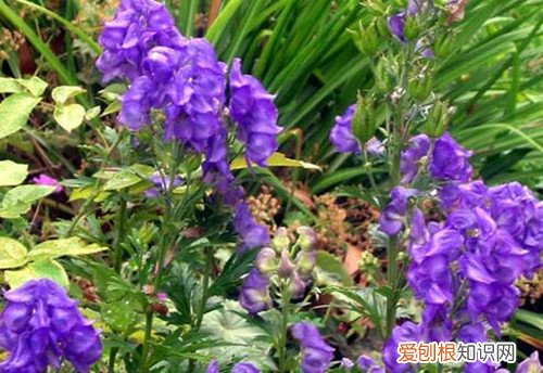 附子草毒性如何 附子的作用和功效有哪些