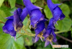 附子草毒性如何 附子的作用和功效有哪些