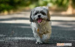 马尔济斯犬怎么挑选纯种 马尔济斯犬怎么挑选