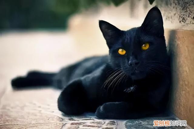 孟加拉猫为什么不好养 孟买猫为什么不建议养