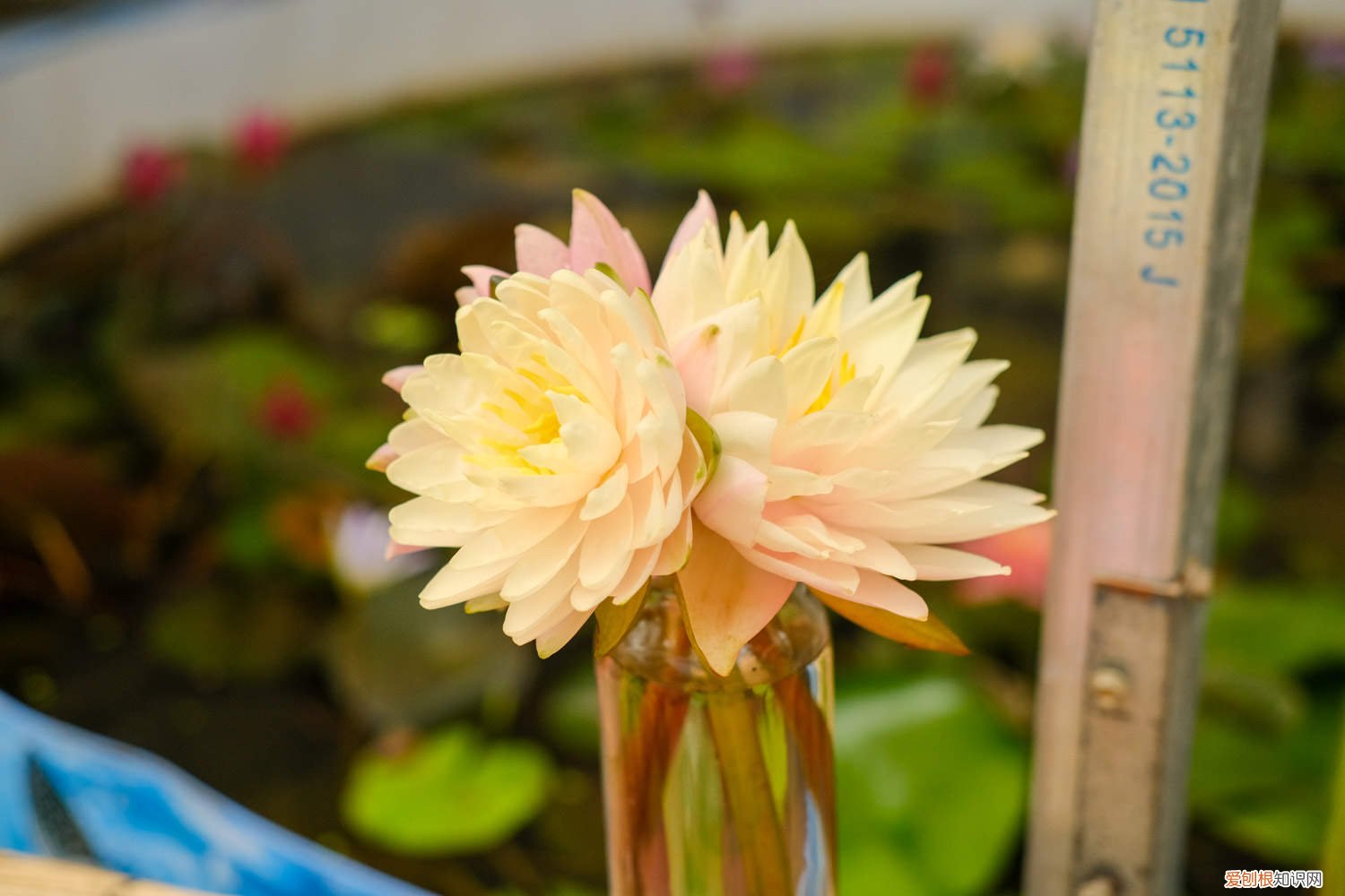 怎样水养睡莲 睡莲怎么种，可以全水养吗