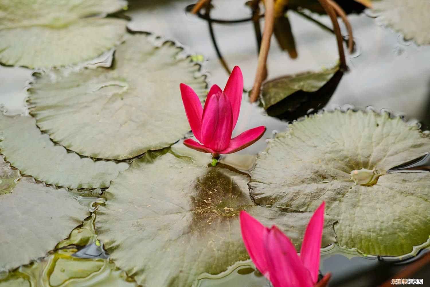 怎样水养睡莲 睡莲怎么种，可以全水养吗