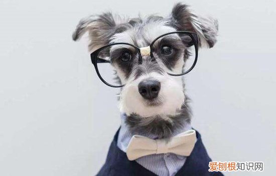 雪纳瑞被打后的表现 狗狗被打后的表现