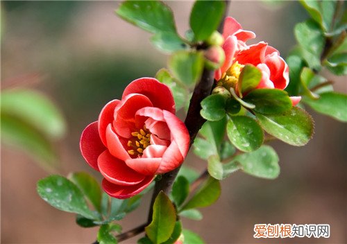 海棠花语是什么 海棠花可以养在家里吗