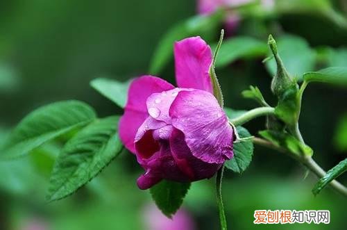 野玫瑰花有什么价值 野玫瑰花对女性有哪些好处