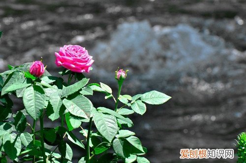 野玫瑰花有什么价值 野玫瑰花对女性有哪些好处