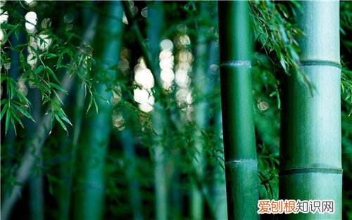 竹子是树还是草 竹子究竟是什么植物