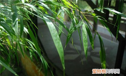 竹子是树还是草 竹子究竟是什么植物