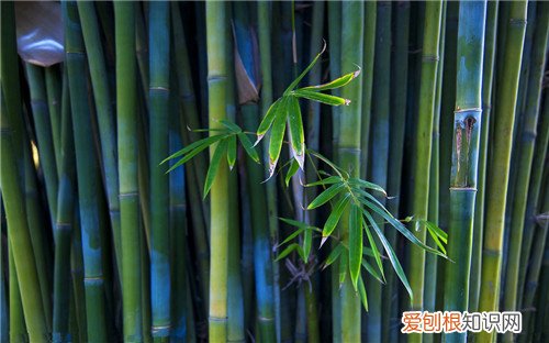 竹子是树还是草 竹子究竟是什么植物