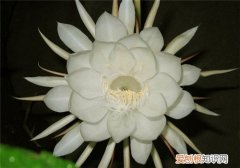 昙花可以吃吗 昙花有哪些价值