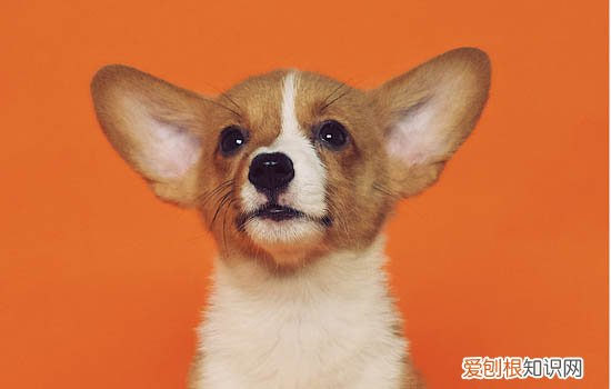 杜高犬适合当宠物吗 杜高犬怎么样适合家养吗