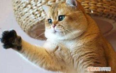 为什么买猫一般都买公猫母猫 为什么买猫一般都买公猫