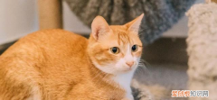 橘猫是狸花猫的一种吗 橘猫是狸花猫吗