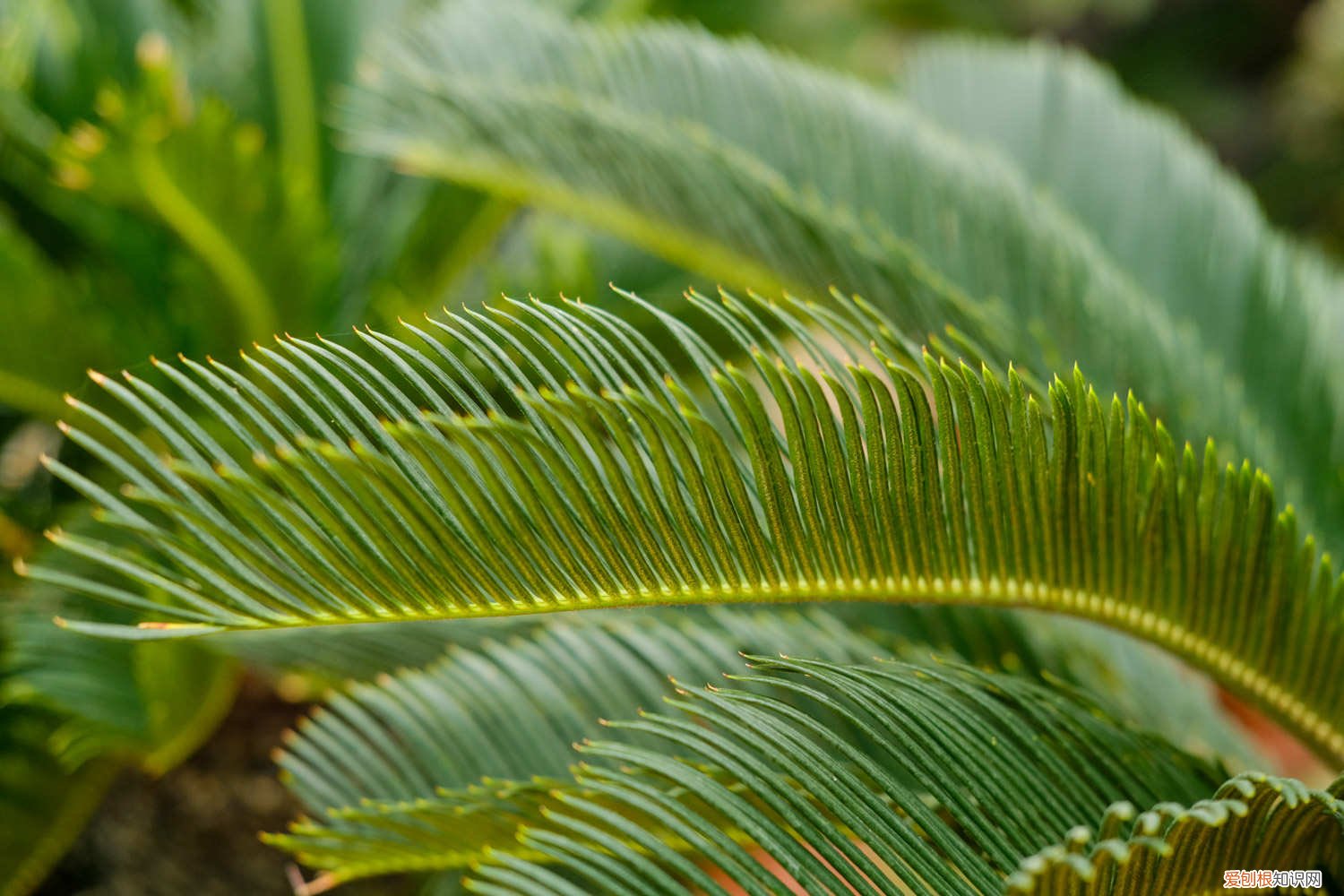 铁树是什么植物? 铁树是什么植物,种子怎样种植