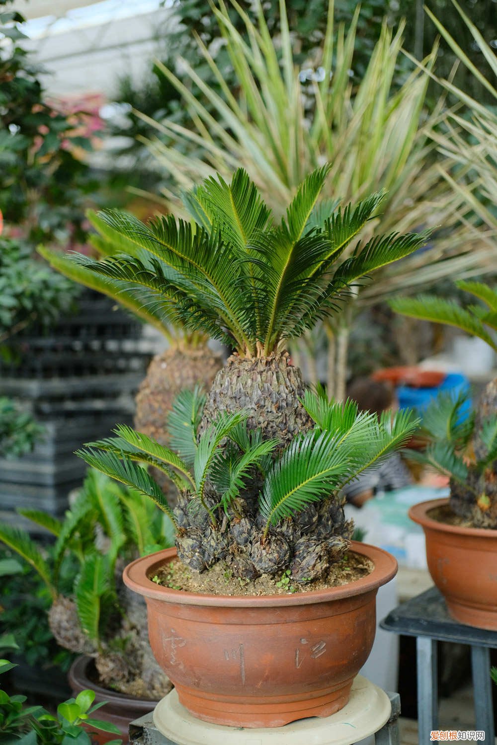 铁树是什么植物? 铁树是什么植物,种子怎样种植