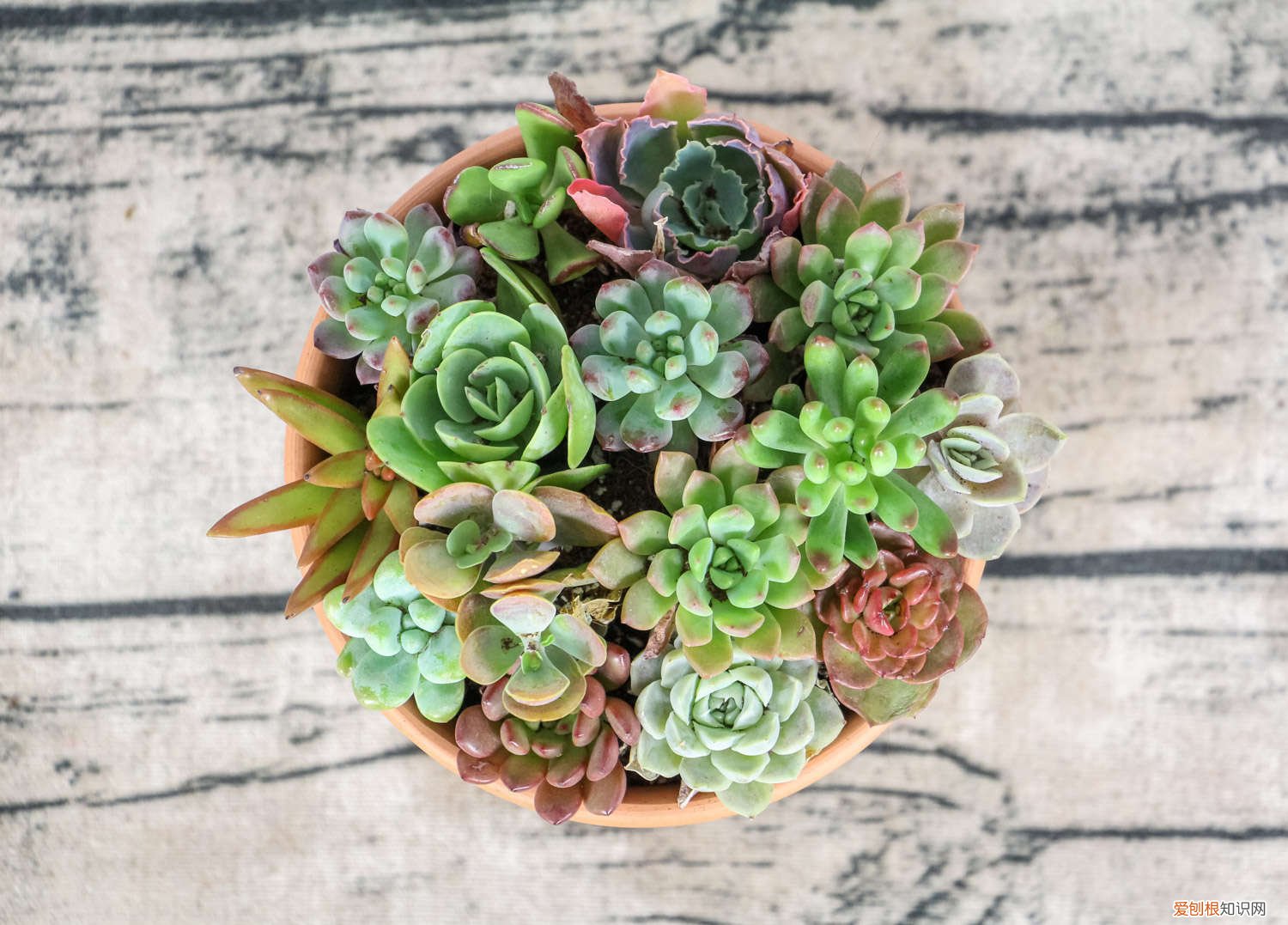 桃蛋多肉图片欣赏 桃蛋怎么爆盆，桃蛋多肉图片