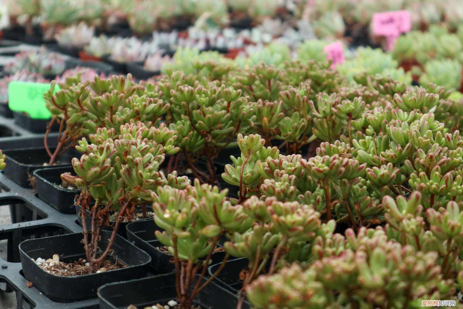 桃蛋多肉图片欣赏 桃蛋怎么爆盆，桃蛋多肉图片