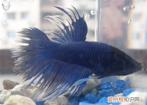 泰国斗鱼吃什么能长大 斗鱼怎么喂养