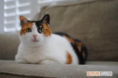 三花猫是母猫吗 三花猫是公猫还是母猫