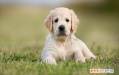 ?挑选好狗的6条标准