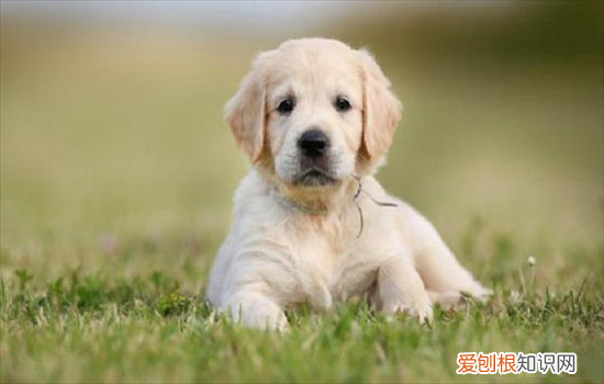 ?挑选好狗的6条标准