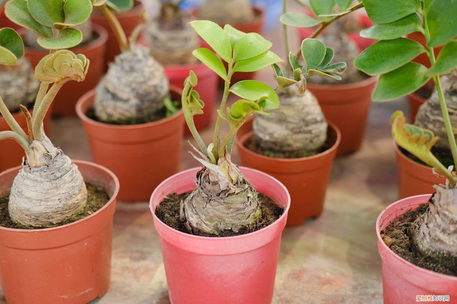 金钱树怎样扦插和繁殖 金钱树繁殖方法，分株和扦插都可