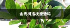 金钱树能扦插和剪枝扦插吗 金钱树插枝能活吗，什么季节扦插好
