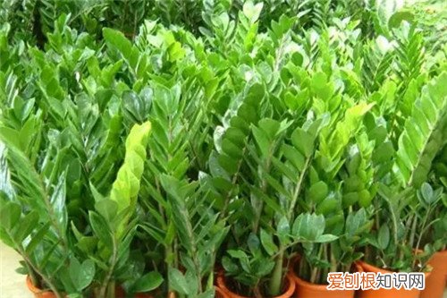 金钱树叶子发黄原因及应对方法介绍 金钱树养殖注意事项