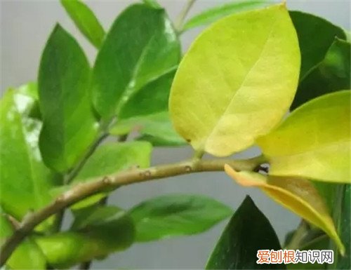 金钱树叶子发黄原因及应对方法介绍 金钱树养殖注意事项