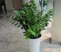 金钱树叶子发黄原因及应对方法介绍 金钱树养殖注意事项