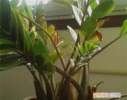 金钱树叶子发黄原因及应对方法介绍 金钱树养殖注意事项