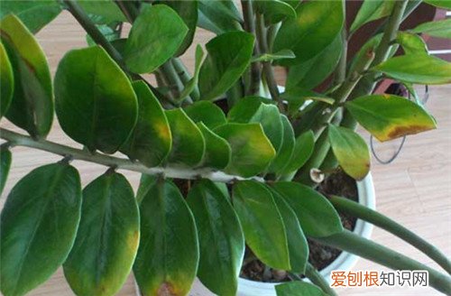 金钱树叶子发黄原因及应对方法介绍 金钱树养殖注意事项