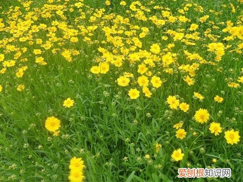 野菊花的功效 野菊花泡脚的好处