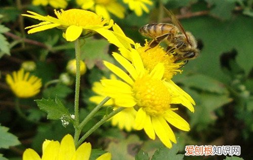 野菊花的功效 野菊花泡脚的好处