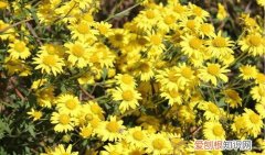 野菊花的功效 野菊花泡脚的好处