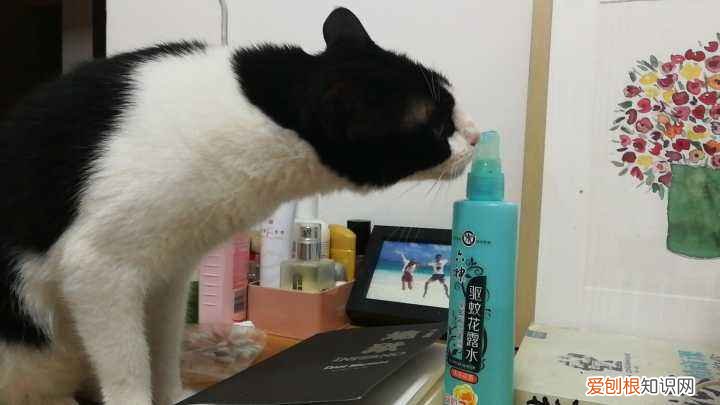 六神花露水猫咪闻了会怎样 六神花露水猫咪可以闻吗