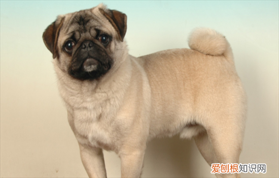 ?巴扎黑是什么狗