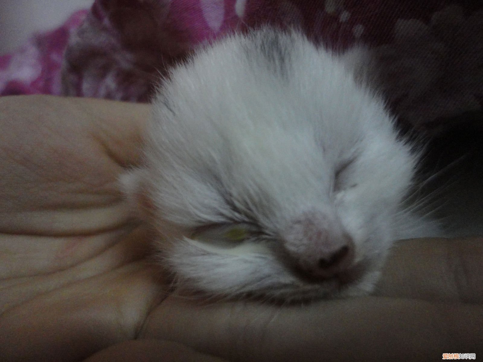 小猫一般几天睁开眼睛 能走路 小猫几天睁眼睛自己能走