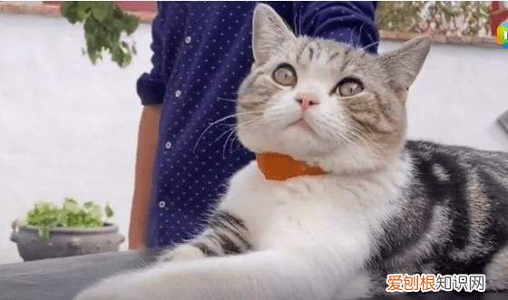 闹闹是什么品种的猫 叨乐是什么品种的猫