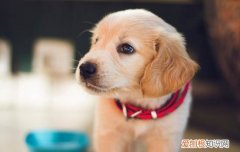 狗的尾巴是用来干什么的? 狗的尾巴是用来干什么的