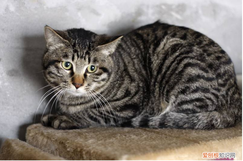 虎斑跟狸花猫 虎斑是狸花猫吗