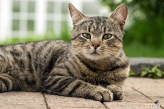 虎斑跟狸花猫 虎斑是狸花猫吗