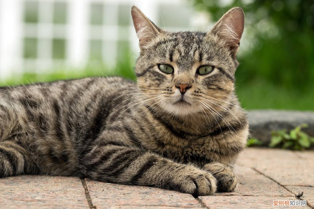 虎斑跟狸花猫 虎斑是狸花猫吗