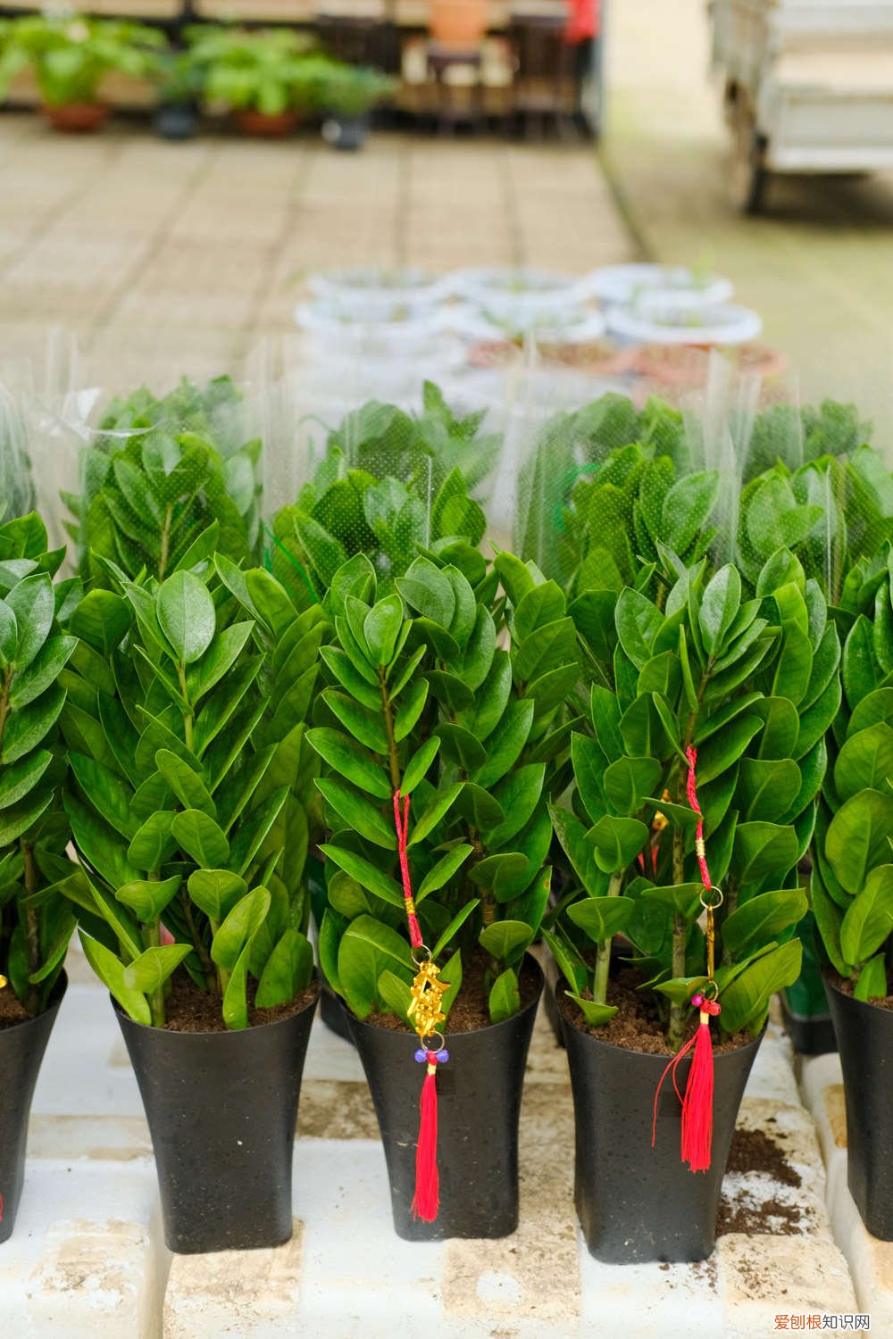 金钱树叶子扦插多久长出来 金钱树如何扦插，扦插多久能生根